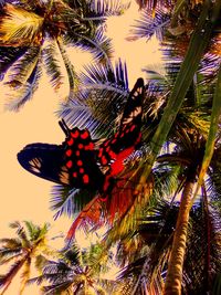 Low angle view of butterfly on palm tree