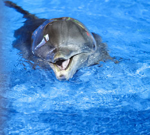 High angle view of turtle in swimming pool