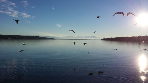 Birds flying over sea