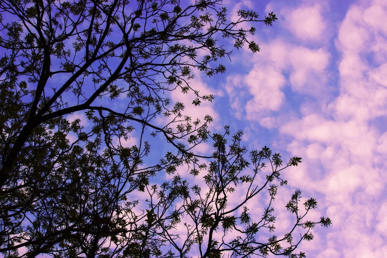 low angle view, tree, branch, sky, cloud - sky, growth, nature, beauty in nature, bare tree, cloud, silhouette, blue, tranquility, high section, cloudy, scenics, outdoors, no people, day, treetop