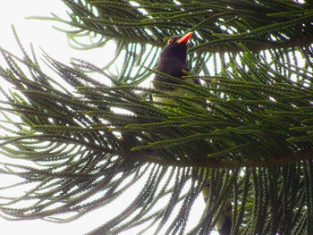 Close-up of bird perching on branch