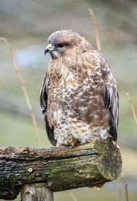 A common buzzard