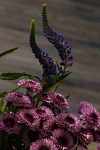 Close-up of purple flowering plant