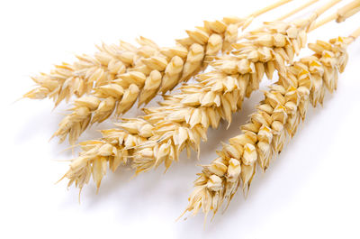 Close-up of stalks against white background