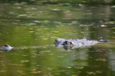 Ducks swimming in water