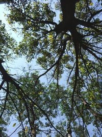 Low angle view of tree against sky