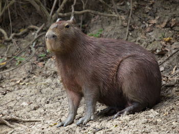 Closeup side on portrait of capybara hydrochoerus hydrochaeris sitting down on riverbank, bolivia.