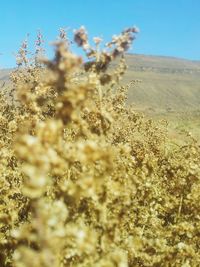 Plants growing on field