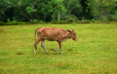 Side view of a horse on field