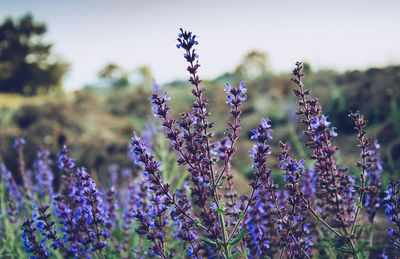 Close-up of purple flowers blooming in field