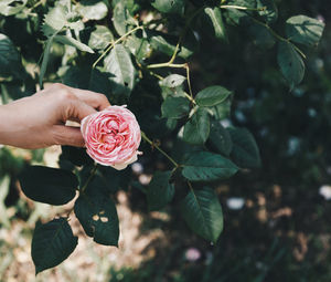 Close-up of pink rose on plant