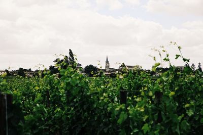 Close-up of sheep on plant against sky