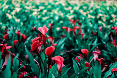 Close-up of red flowering plant