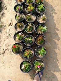 High angle view of potted plants