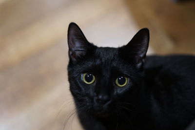 Portrait of black cat