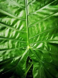 Full frame shot of palm leaves