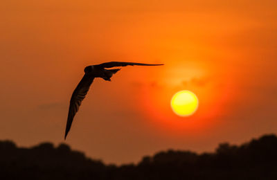 Silhouette bird flying in sky during sunset