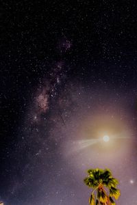 Low angle view of trees against sky at night