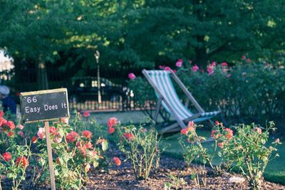 View of flowering plants