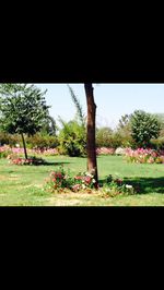 Trees in park