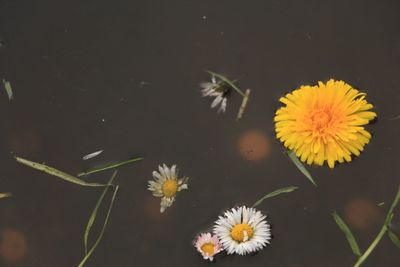 Close-up of yellow flowers blooming outdoors