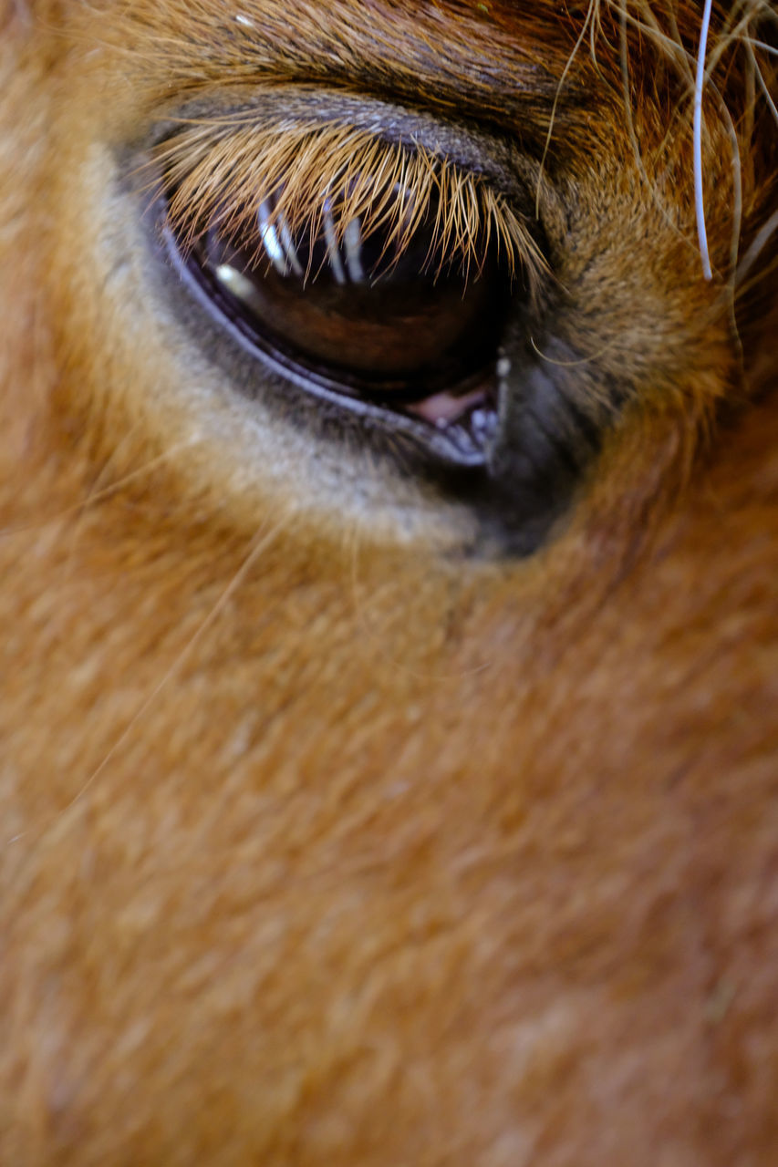 EXTREME CLOSE-UP OF A DOG