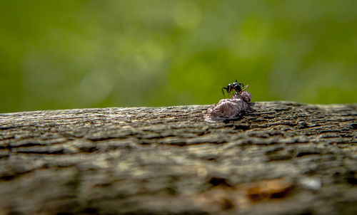 Close-up of insect on wood