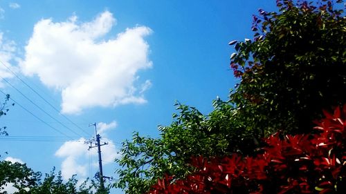 Low angle view of trees against sky