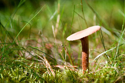 Close-up of mushroom in grass
