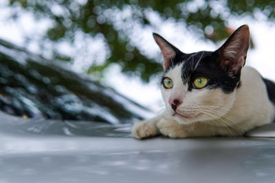 White cat crouching on the car