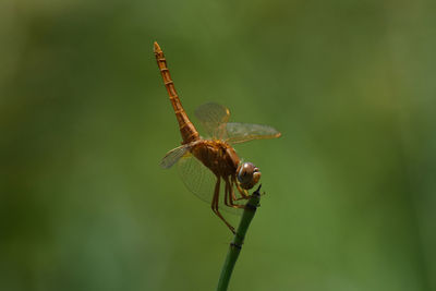 Close-up of dragonfly on plant