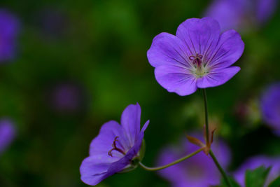 Close-up of purple flowering plant