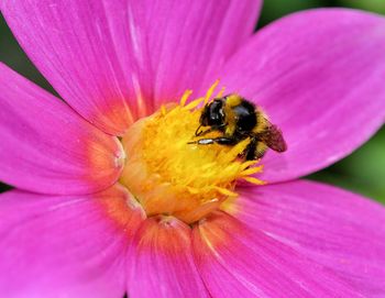 Close-up of bee pollinating on pink flower