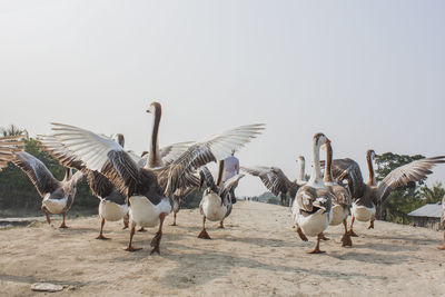 Flock of birds flying