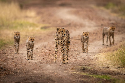 Cheetah standing with cubs on field