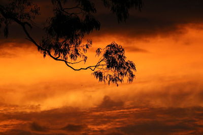 Close-up of silhouette tree against orange sky