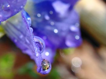 Close-up of water drops on leaf