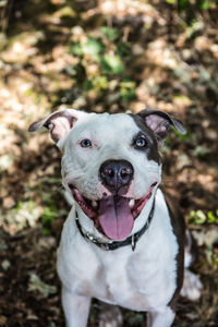 Portrait of dog on field