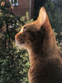 Close-up of a cat looking away