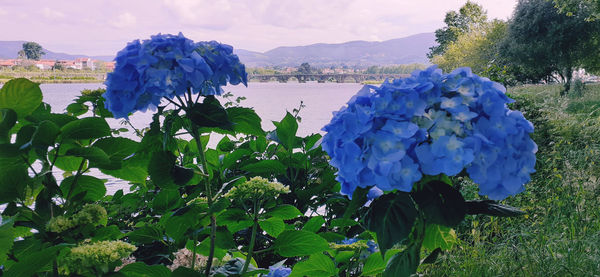 Close-up of purple flowering plants by water