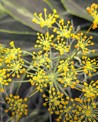 Close-up of yellow flowering plant