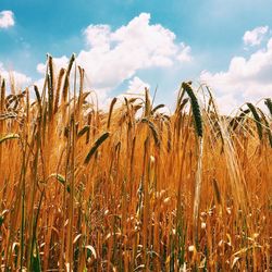 Close-up of crops growing in field against sky