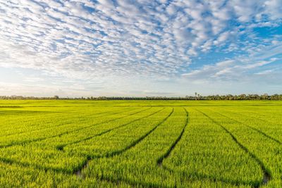 Scenic view of agricultural field against sky