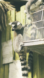 Lemur climbing on cage