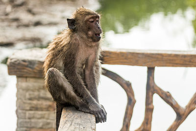 Long-tailed macaque sitting on railing in zoo