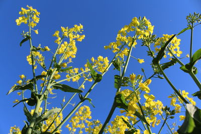 Low angle view of flowering plants against blue sky