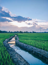 Scenic view of agricultural field against sky