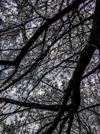 Low angle view of bare tree against sky