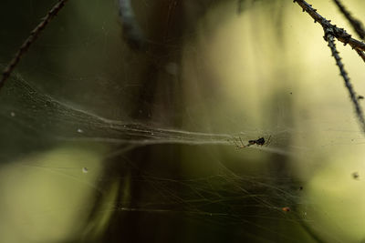 Close-up of spider on web