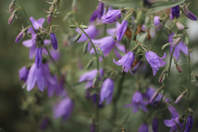 Close-up of purple flowering plants